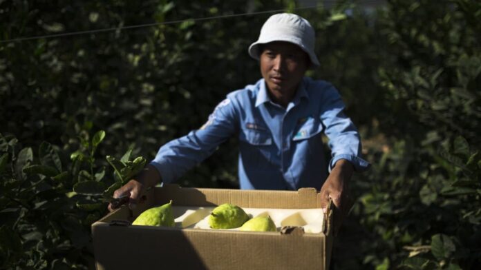100% des femmes thaïlandaises travaillant dans l’agriculture israélienne déclarent avoir été agressées sexuellement en Israël — 654 sur 654 interrogées. Un rapport des experts en immigration, le Dr Yahel Kurlander et le Dr Shahar Shoham, indique que « l’État d’Israël a abandonné ces femmes » et que déposer une plainte peut signifier perdre à la fois l’emploi et la maison. Source : 100% des travailleurs agricoles étrangers ont été agressés sexuellement, selon un expert https://www.jpost.com/.../100-percent-of-foreign...