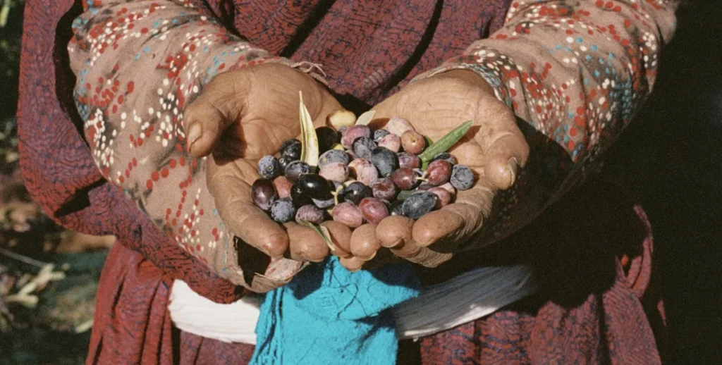 La Tunisie est l'un des plus grands producteurs d'huile d'olive au monde — mais vous le verrez rarement mentionné sur une étiquette


La Tunisie produit de l’huile d’olive depuis près de trois millénaires. Cette année, il devrait devenir le deuxième plus grand producteur mondial. Pourtant, vous auriez du mal à trouver quoi que ce soit étiqueté huile tunisienne dans les supermarchés à l'extérieur du pays.
